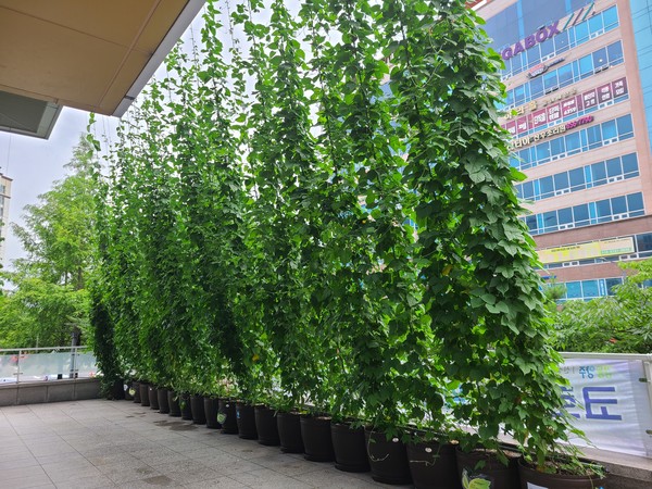 양주시가 탄소 제로화 실천을 위해 회천3동 행정복지센터에 덩굴식물로 조선한 ‘생태그늘막’ 모습.
