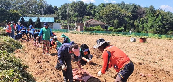 신곡2동 주민자치회, 통장협의회, 새마을부녀회 등 자생단체 회원들이 마을공동체 도시텃밭에서 고구마를 수확하고 있다.